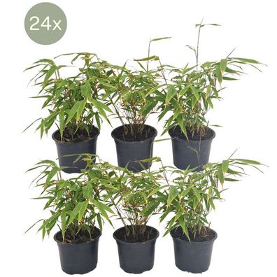 Schirmbambus - Fargesia Rufa - Ø13cm - ?25cm - 24 Stück