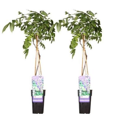 Chinesischer Blauregen - Wisteria sinensis 'Prolific' - ?65cm - Ø15cm - 2 Stück