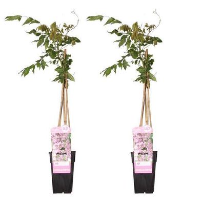 Rosa Blauregen - Wisteria floribunda 'Rosea' - ?65cm - Ø15cm - 2 Stück