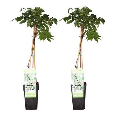 Blauregen - Wisteria floribunda 'Longissima Alba' - ?65cm - Ø15cm - 2 Stück