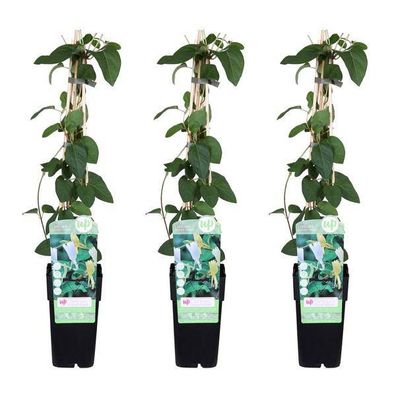 Gelbbunte Geißschlinge - Lonicera japonica 'Halliana' - ?65cm - Ø15cm - 3 Stück