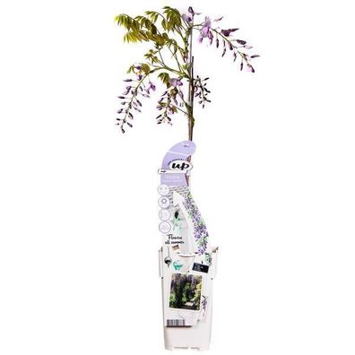 Chinesischer Duft-Blauregen - Wisteria sinensis Caroline - Ø15cm - ?65cm