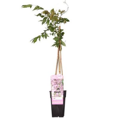 Rosa Blauregen - Wisteria floribunda 'Rosea' - Rosa Regen - Ø15cm - ?65cm
