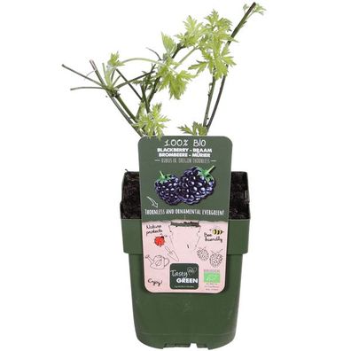 Dornenlose Brombeere - Rubus fruticosus 'Dornenlos Immergrün' - Ø13cm - ?45cm