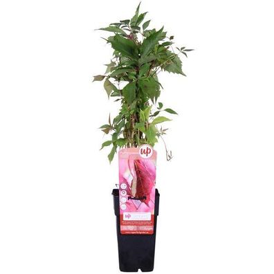 Wilder Wein - Parthenocissus q. var. 'Engelmannii' - Ø15cm - ?65cm