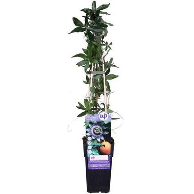 Passionsblume - Passiflora Blau caerulea - Ø15cm - ?65cm