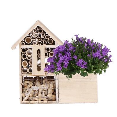 Insektenhotel - Campanula Addenda Intense Purple - Topfgröße 12 cm - Staude - Winterh