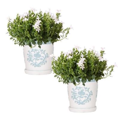 Glockenblume - Campanula Addenda Ambella White in Malaga dekorative Töpfe - Topfgröße