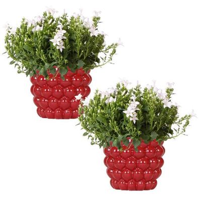 Glockenblume - Campanula Addenda Ambella White in Berry-Dekotöpfen - Topfgröße 12 cm