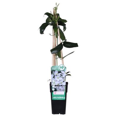 Armands Waldrebe - Clematis armandii - Immergrüne Clematis Weiß - Ø15cm - ?65cm