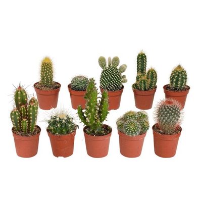 Kakteen - Mix - 5,5 cm - 10 Stück