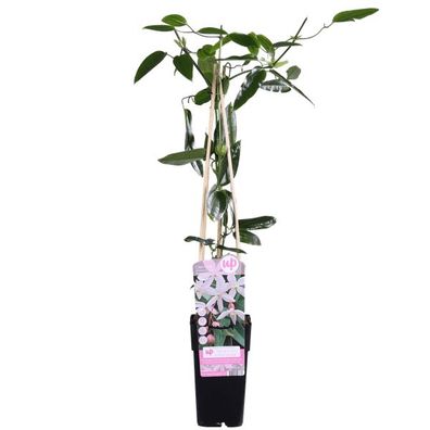 Waldrebe - Clematis armandii Appple Blossom - Immergrüne Clematis Hellrosa - Ø15cm -