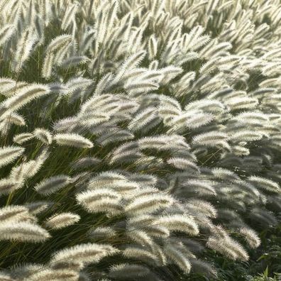 Lampenputzergras - Pennisetum alopecuroides 'Hameln' - ?10-25cm - Ø9cm - 6 Stück