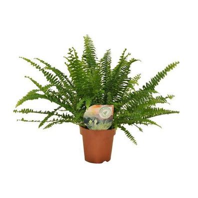 Schwertfarn - Nephrolepis Green Lady - Zimmerpflanze - Ø12cm - 30cm