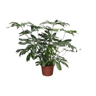 Baumfreund - Philodendron Green Wonder - Zimmerpflanze - 140cm - ø45cm