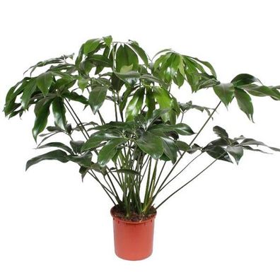 Baumfreund - Philodendron Green Wonder - Zimmerpflanze - 140cm - ø34cm