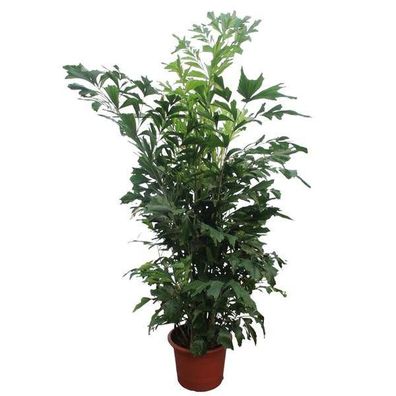Fischschwanzpalme - Caryota Mitis - 270cm - ø50cm