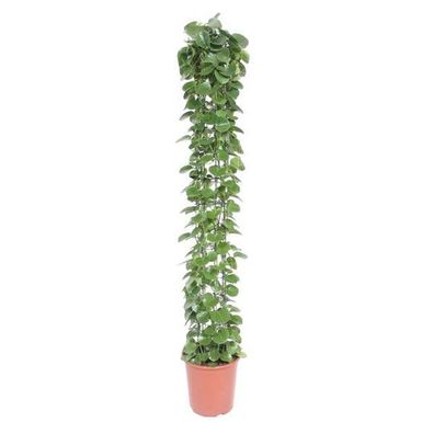 Arabischer Efeu - Cissus rotundifolia - Gitterrost - Zimmerpflanze - 160cm - ø27cm