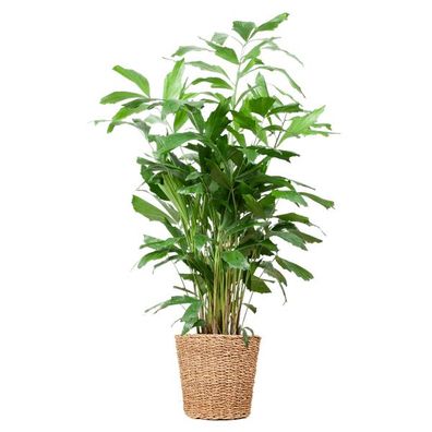 Caryota - Mitis Fisch Topfschwanzpalme - Zimmerpflanze - ?130cm - Ø24cm + Korb Torun