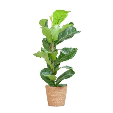 Ficus Lyrata - Geigen-Feige - Zimmerpflanze - ?80cm - Ø21cm + Korb Sofia Natur