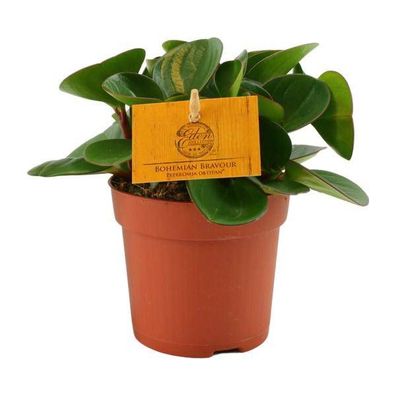 Zwergpfeffer - Peperomia Obtipan - Zimmerpflanze - Ø11cm - ?15cm