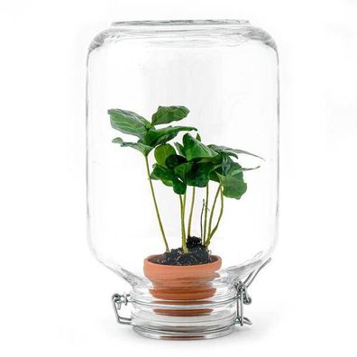 Flaschengarten - Terrarium - Easyplant - Coffea Arabica