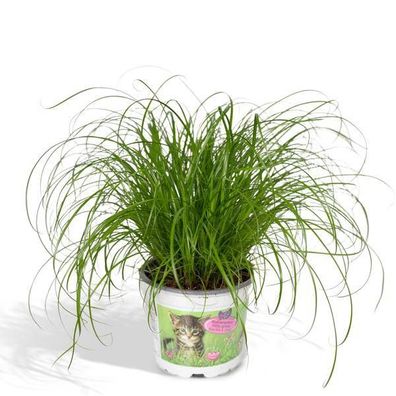 Katzengras - Wechselblättriges Zyperngras - Cyperus Alternifolius - Zimmerpflanze - Ø