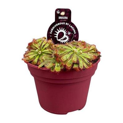 fleischfressende Pflanze - Drosera Aliciae - Zimmerpflanze - Ø12cm - ?12cm