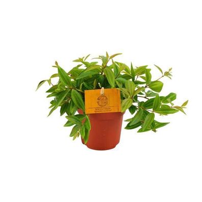 Zwergpfeffer - Peperomia Ang. Rocca Vivace - Zimmerpflanze - Ø11cm - ?15cm