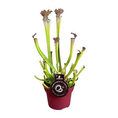 fleischfressende Pflanze - Sarracenia Farnhamii - Zimmerpflanze - Ø12cm - ?40cm