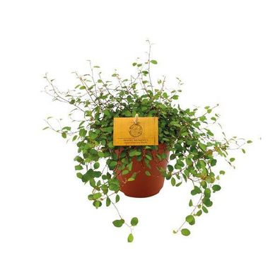 Drahtstrauch - Muehlenbeckia Maori - Zimmerpflanze - Ø12cm - ?20cm