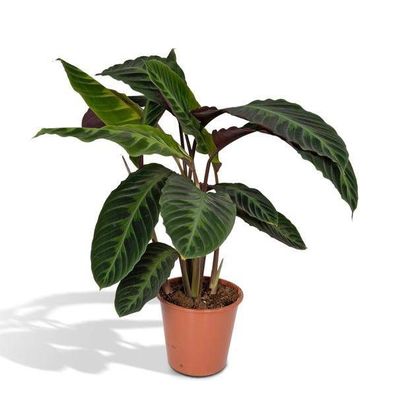 Pfauenpflanze - Calathea Warscewiczii - Zimmerpflanze - Ø19cm - ?70cm
