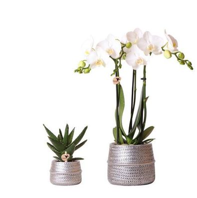 Pflanzenset mit weißer Phalaenopsis Orchidee Amabilis Ø9cm und grüner Sukkulente Cras