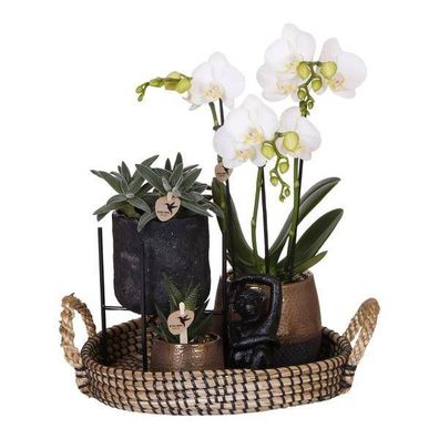 Pflanzenset Home Hub - Grünpflanzen mit weißer Phalaenopsis-Orchidee inkl. schwarzen