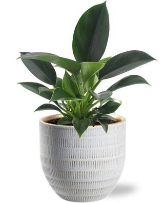 Philodendron Green Princess - Baumfreund - Zimmerpflanze - Ø12cm - ?25cm + Beau Topf