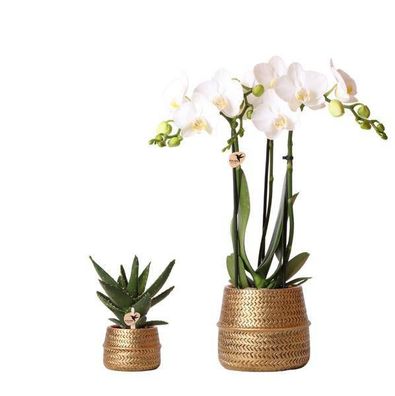 Pflanzenset Groove gold - Set mit weißer Phalaenopsis Orchidee Amabilis Ø9cm und Sukk
