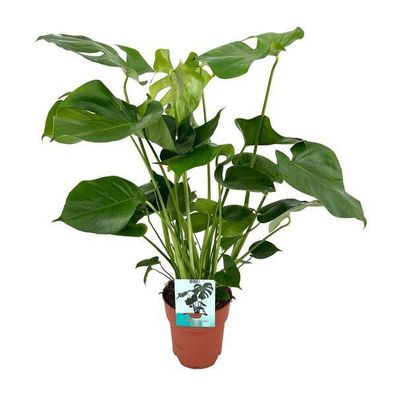 Köstliches Fensterblatt - Monstera Deliciosa - Zimmerpflanze - Ø19cm - ?60cm