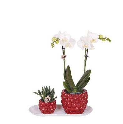 Set aus weißer Orchidee und Rhipsalis auf Bambustablett