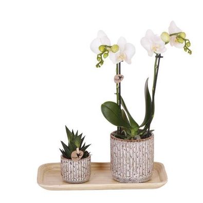 Set aus gelber roter Orchidee und Sukkulente auf Bambustablett