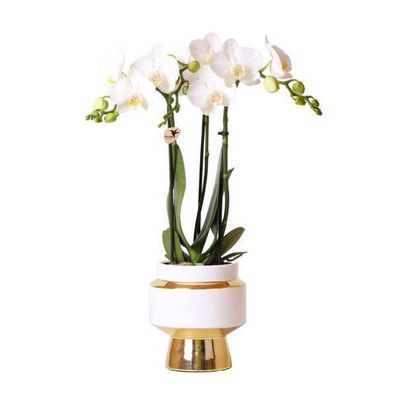 Weiße Phalaenopsis Orchidee - Amabilis + Le Chic dekorativer Topf gold - Topfgröße Ø9