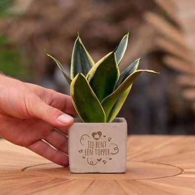Geschenkbotschaft - Sansevieria - Sie sind ein Gewinner - Zimmerpflanze