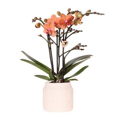 Orchidee Orange Bolzano + Hieroglyph Ziertopf Off White - Topfgröße Ø9cm - Zimmerpfla