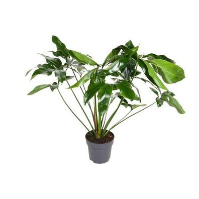 Baumfreund - Philodendron Green Wonder - Zimmerpflanze - Ø24cm - ?100cm