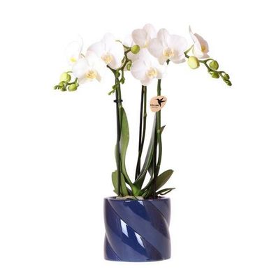 Amabilis Orchidee Weiß - Zimmerpflanze + Candy-Übertopf Blau Ø9cm