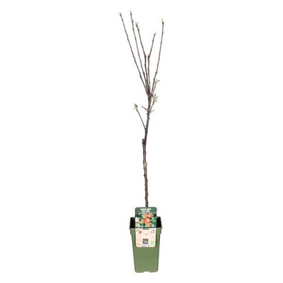 Apfelbaum - Herbstapfel - Malus Domestica Elstar - Apfel - Ø19cm - ?60cm