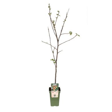 Apfelbaum - Winterapfel - Malus Domestica Jonagold - Apfel - Ø19cm - ?60cm