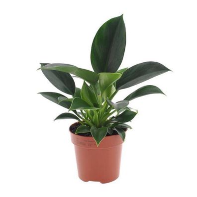 Baumfreund - Philodendron Green Princess - Zimmerpflanze - Ø12cm - ?25cm
