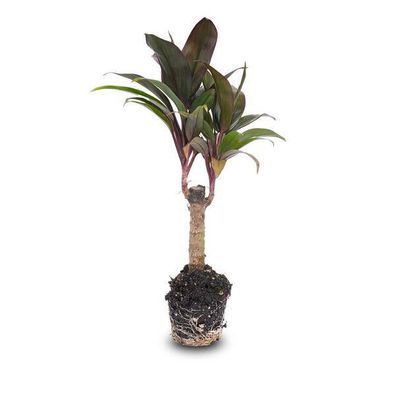 Mini-Palme - Keulenlilie - Cordyline fruticosa 'Purple Compacta' - Terrarienpflanze