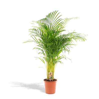 Betelpalme - Areca-Palme - Zimmerpflanze - Ø24cm - ?130cm