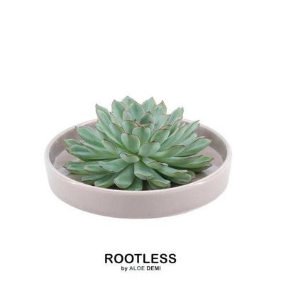 Sukkulente - Echeveria Pulidonis in Schale 'taupe' - Zimmerpflanze - Ø20 cm - ?5 cm